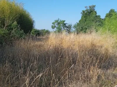 Terrain avant débroussaillage avec hautes herbes et accès difficile