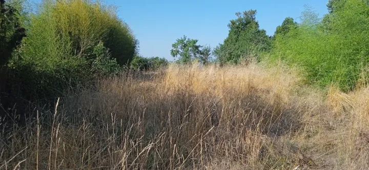 Terrain envahi de végétation avant débroussaillage