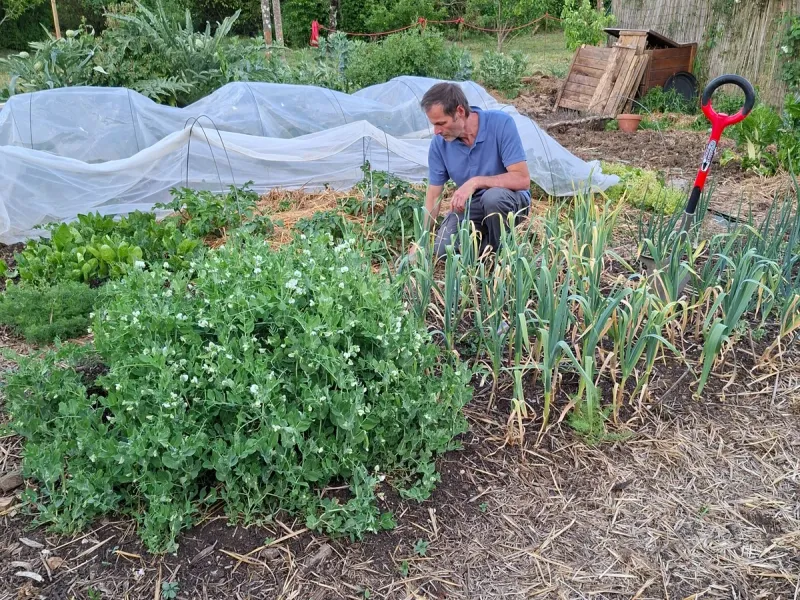 Christophe suit un potager paillé sur sol vivant avec légumes et filets de protection