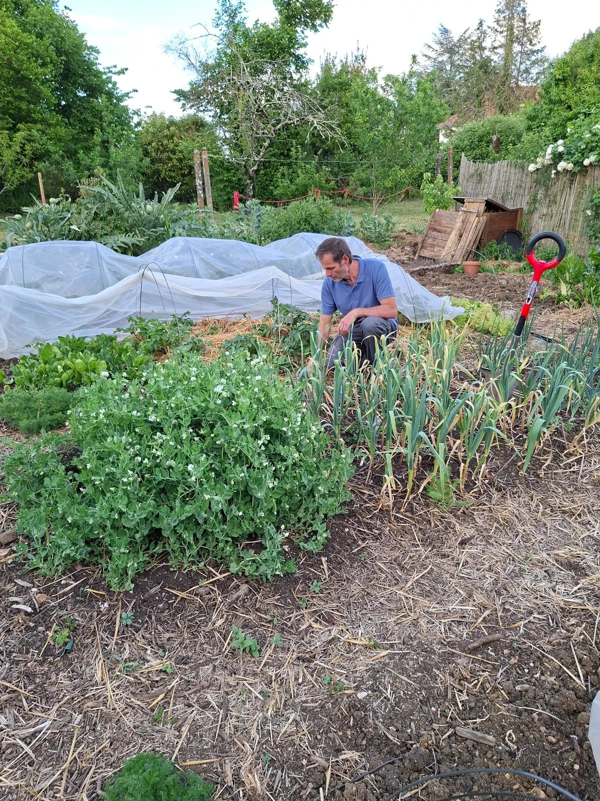 Christophe suit un potager paillé sur sol vivant avec légumes et filets de protection