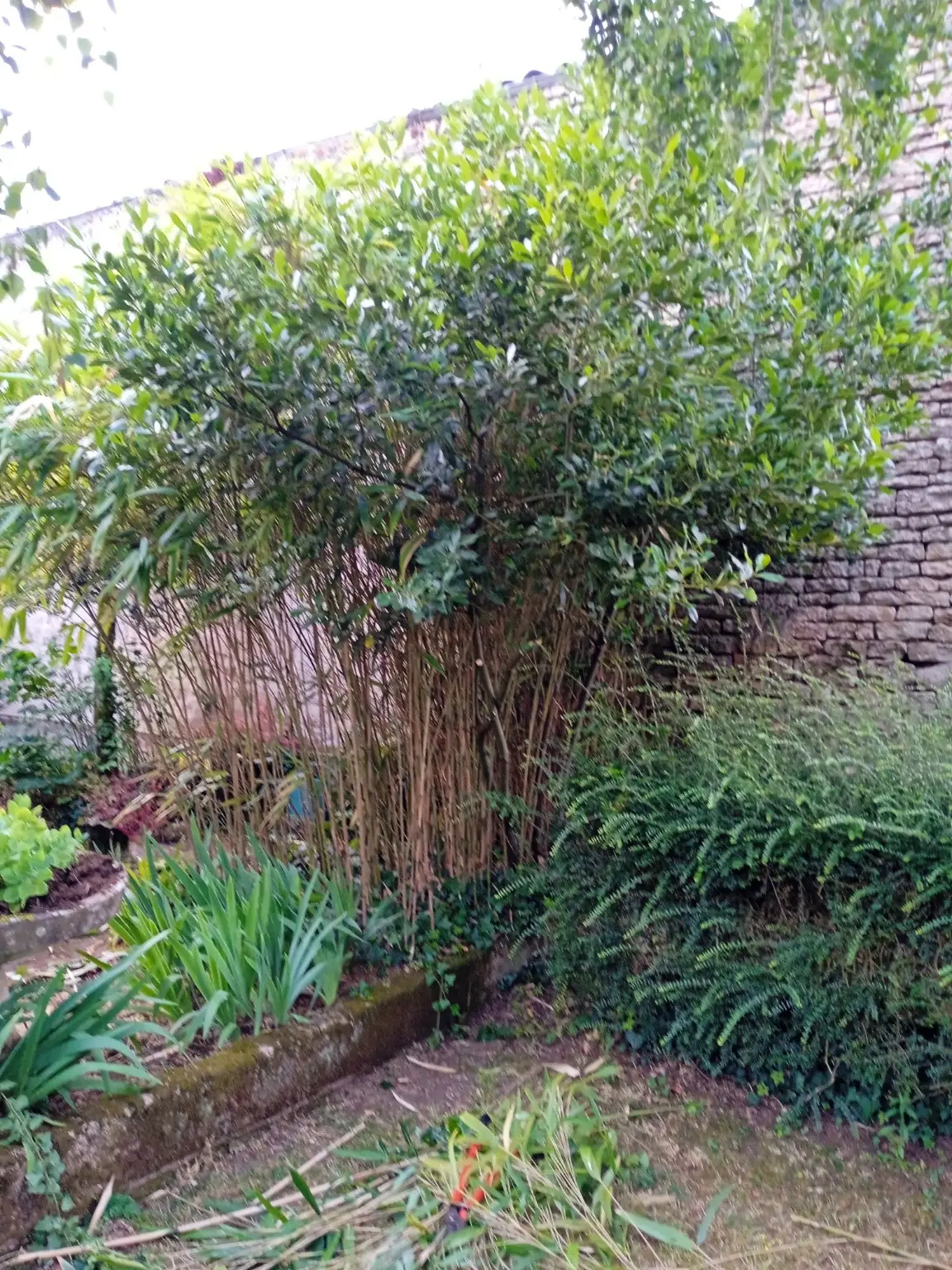 Terrasse avec bambou avant intervention